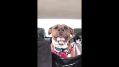 pittie go AAAAAA