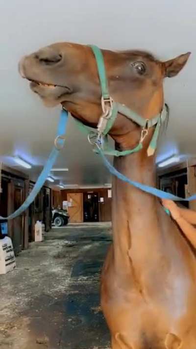 My horse loves a good scratch