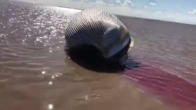 Ballena muerta encontrada es al sur de la Isla Martín García