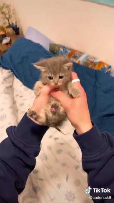 I usually don&rsquo;t cross post platforms but F this kitty is SMOL! Like WHAT?