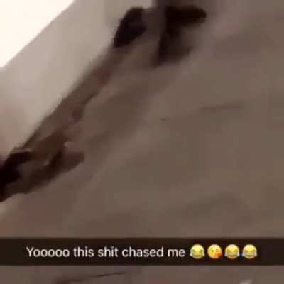 NYC still got mad rats