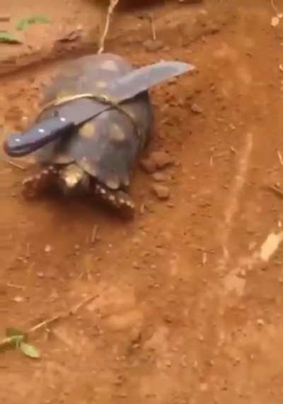 Ninja turtle