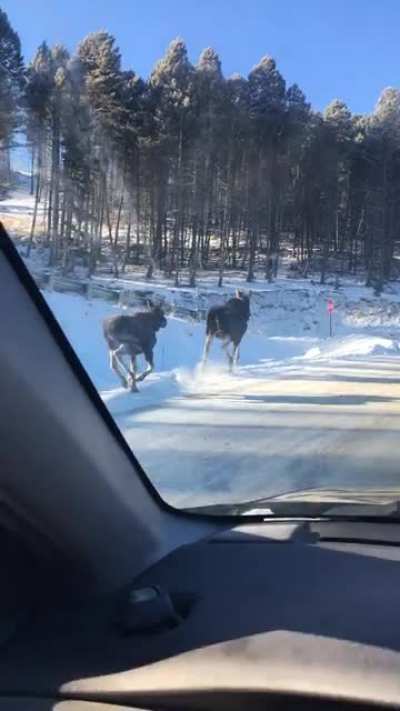 This pair of moose I saw on the way to the ski hill!