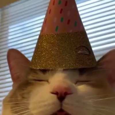 Gato