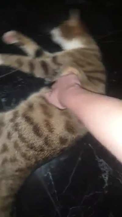 Annoying my cat