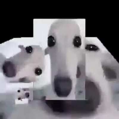 Dawg