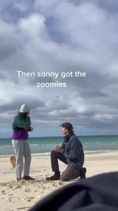 Dog steals the show