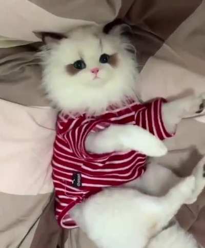 Master of disguise