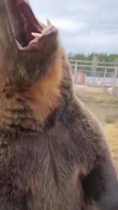 Don&rsquo;t tell me bears get zoomies as well