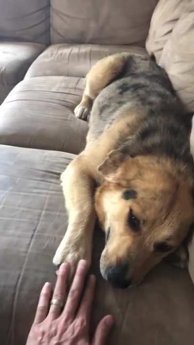 We got a adoption approval notice for this beauty on my daughters 5th birthday yesterday. Never been on a leash or in a house but has mastered both in one day. Just got home from the off leash and now she’s found her spot, welcome to the fam Bailey Stor
