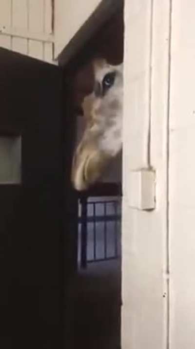 When the Giraffe is caught spying on you