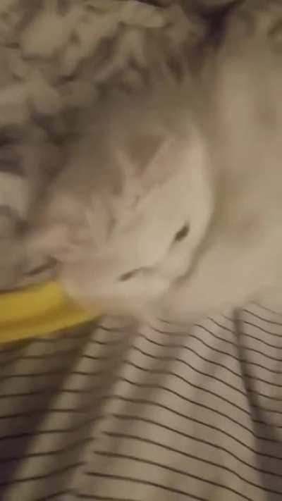 Gatinho surdo ficando feliz quando percebe que o dono est&aacute; em casa