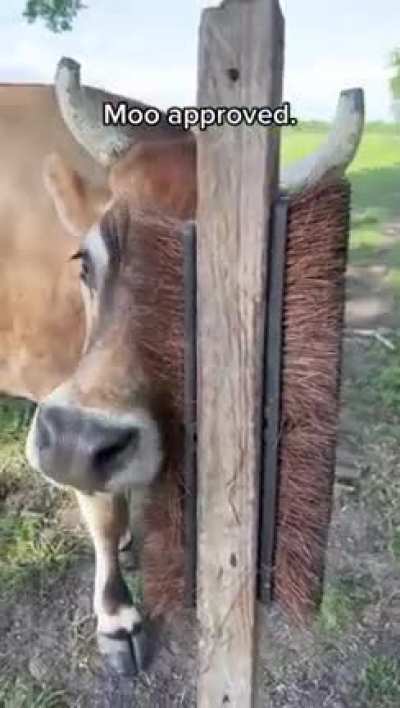Ain&rsquo;t no cow like a happy cow!