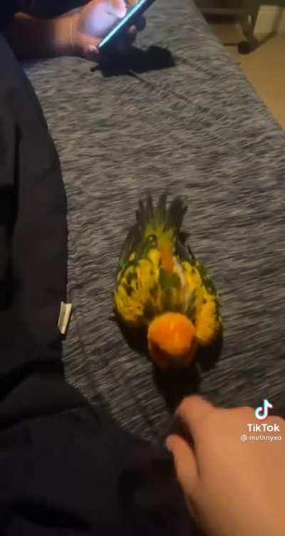 Boop the bird for a power-up!