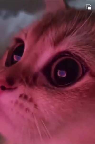 You will the cat