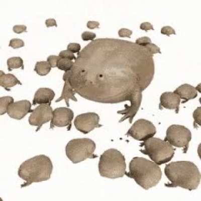 It is Wednesday my dudes