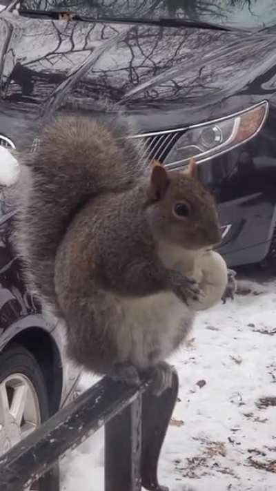 Caught this absolute unit sitting on my front porch today, eating a donut.