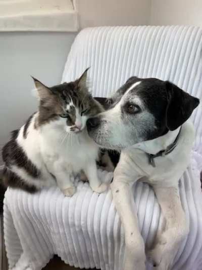 Sniffs and boops