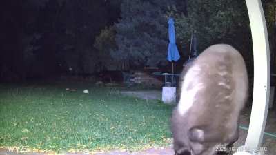Bear ID - Brown Bear or Brown Black bear