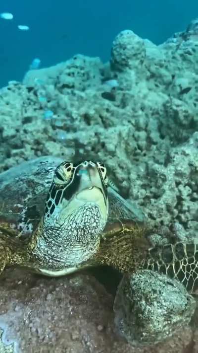 A sleeping turtle