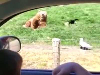 Feeding The Bear Beard