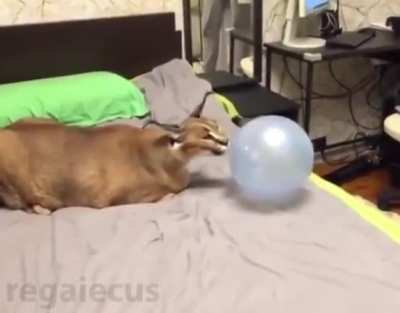 Floppa nooo !!