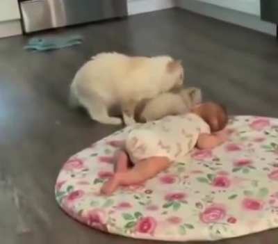 Cat mama: &ldquo;Look, hairless baby, this is my baby!&rdquo; 😹