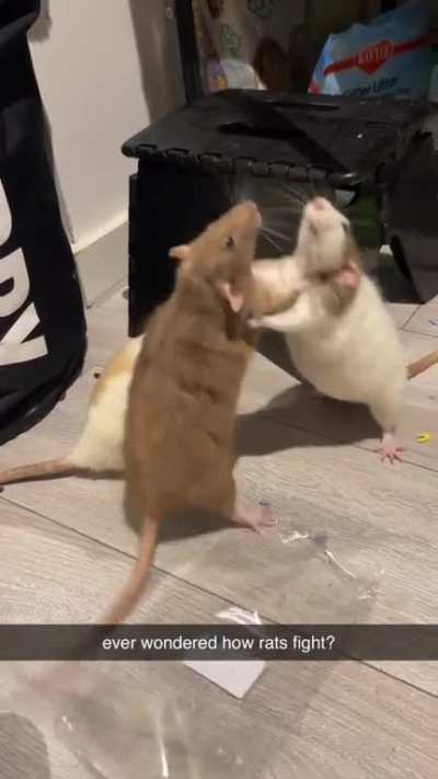 i love their little slap fights so much