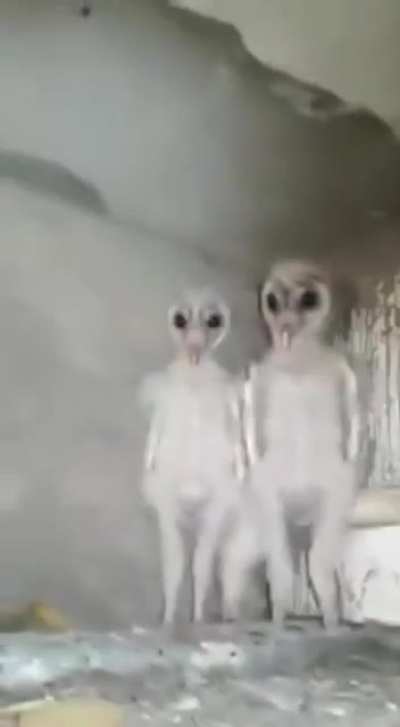 cursed_attic