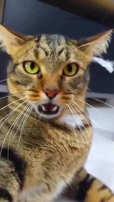 Cheater😭