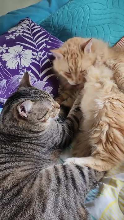Biscuit bros