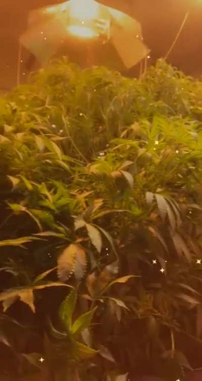 These babies are about to get flipped for flower!
