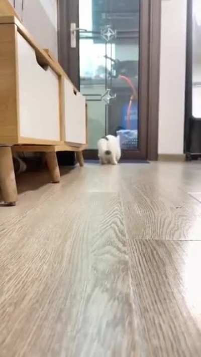 The cat that's a dog