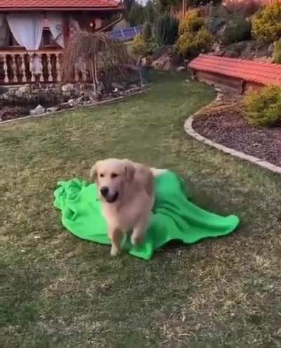 bamboozled