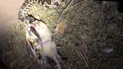 Cruel viper, unlucky hen