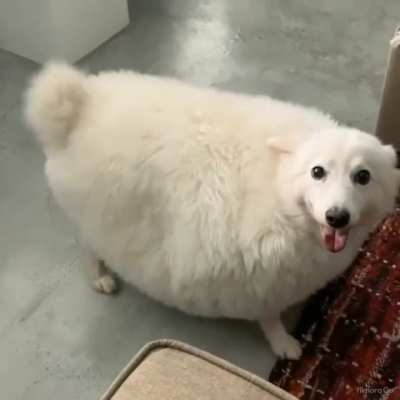 Shapesheeper