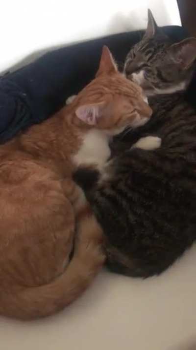 Thanks for all of the love! As promised here&rsquo;s an early video. I think this is week 3 after they appeared. Much better with the sound on, they had such little motors even then.