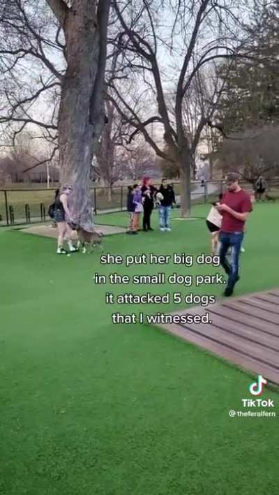 Fun times at the dog park