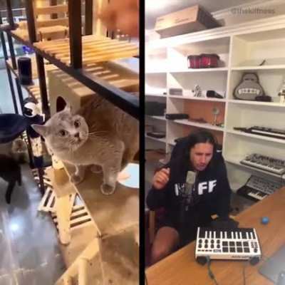 &ldquo;I&rsquo;m a human. And your a cat.&rdquo; gets me every time.