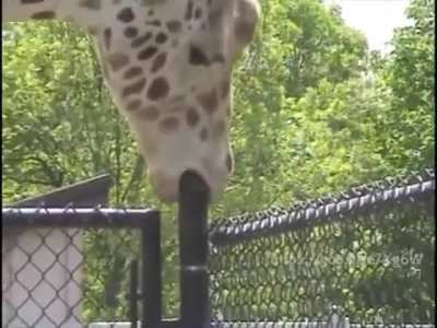 This experienced giraffe