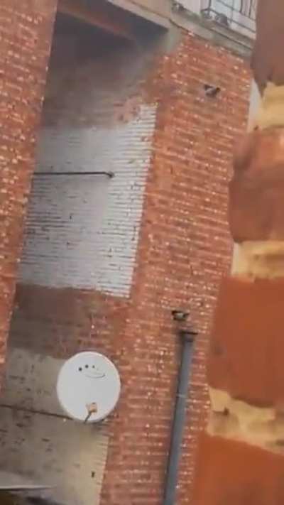 Nice pigeon