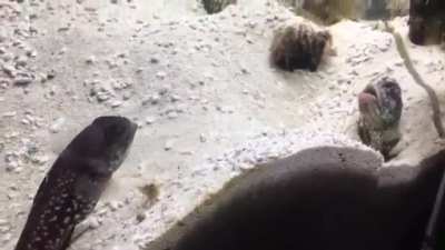 Two fish throwing gravel at each other