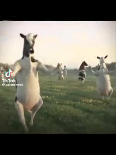 Have a cow