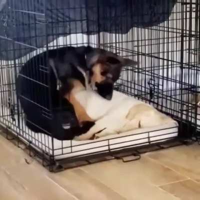 woof irl