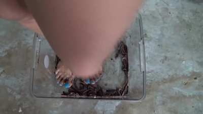 Stefania VS Worms