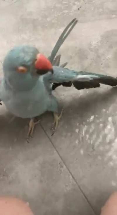 showerbirb