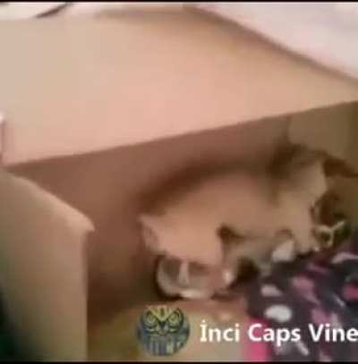 Pompalamasyon k&ouml;pek
