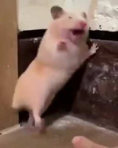 Ratos na quarentena