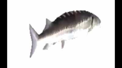 Fish spinning to Tibetan song