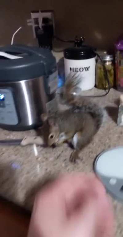 My friend has domesticated a squirrel&hellip;or so he is attempting.
